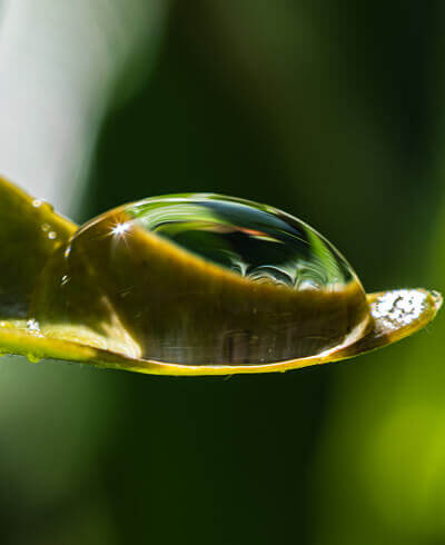 environmental-non-profit-31