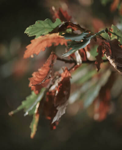 environmental-non-profit-31b